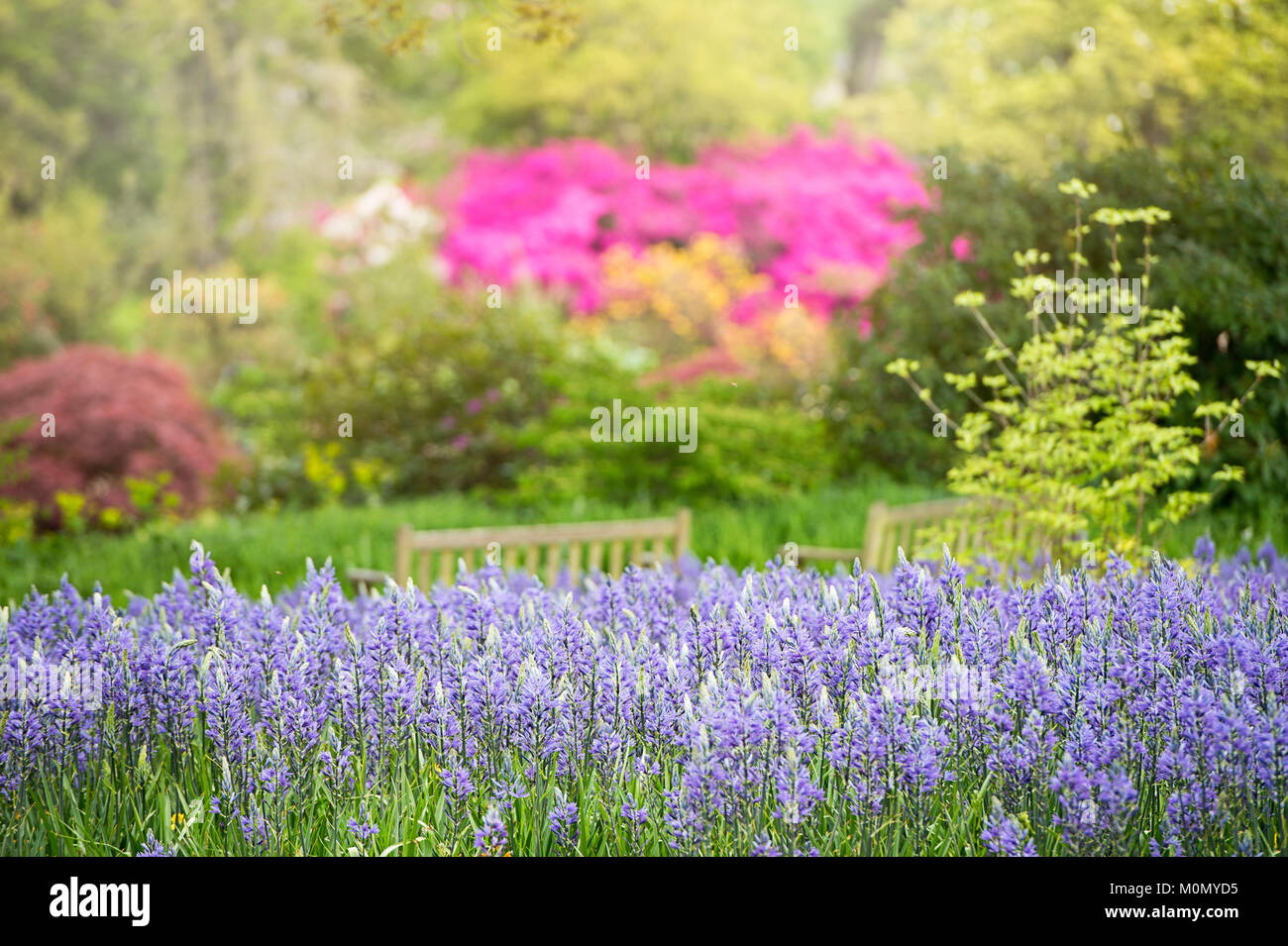 The beautiful spring azure-blue camassia leichtlinii flowers (Caerulea Group) Stock Photo