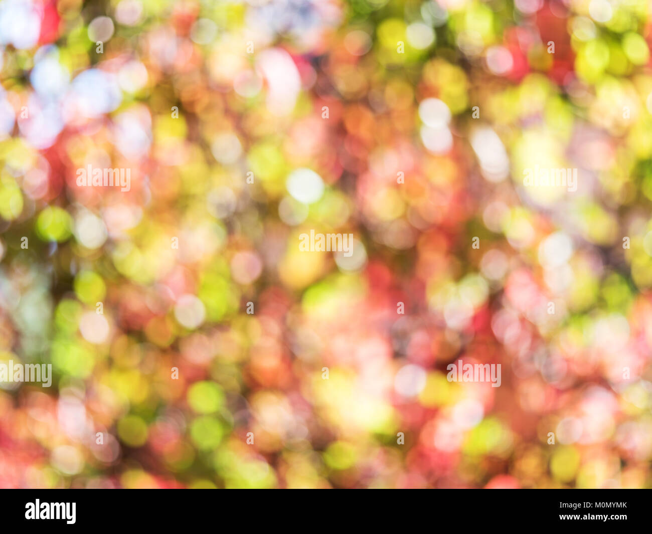 Blurred colorful autumn leaves. Nature background Stock Photo - Alamy