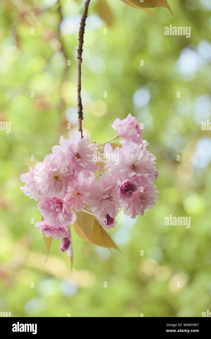 Close-up image of the beautiful spring flowering 'Prunus Kanzan' pink Cherry blossom flowers Stock Photo