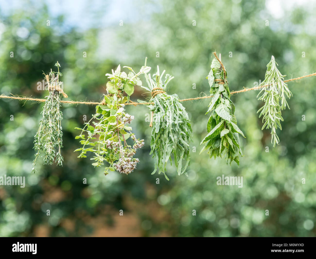 Bundles of flavoured herbs drying on the open air. Nature background. Stock Photo