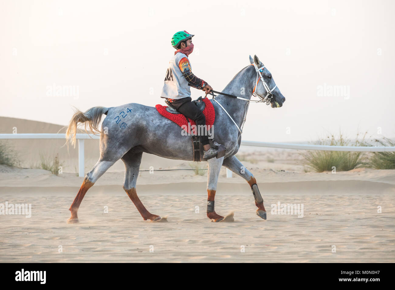 An athletic rider competing in a long-distance endurance race in the desert at sunset. Dubai, UAE. Stock Photo