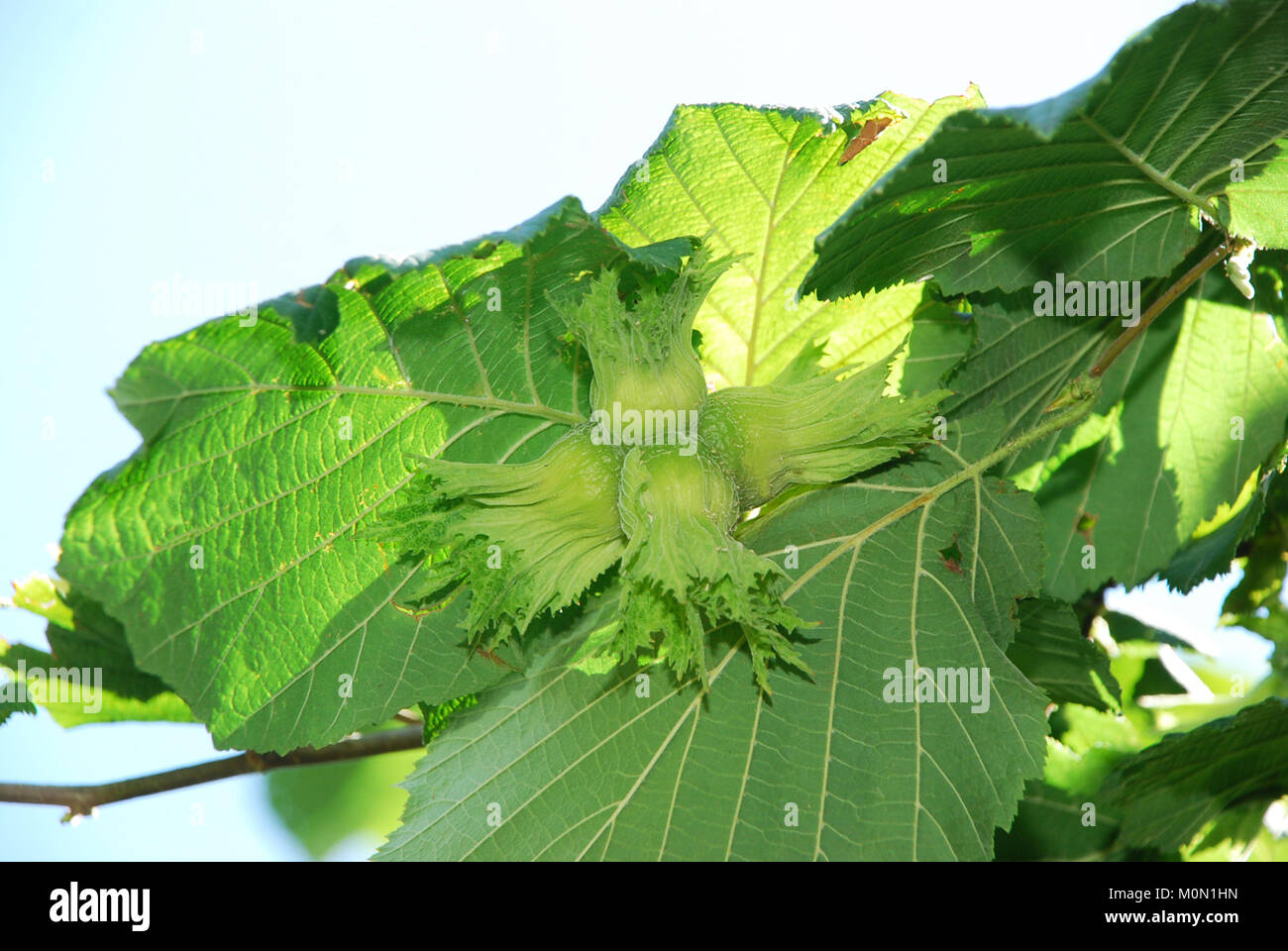 Green hazelnut on the tree . Nuts of the filbert growing . Hazelnut