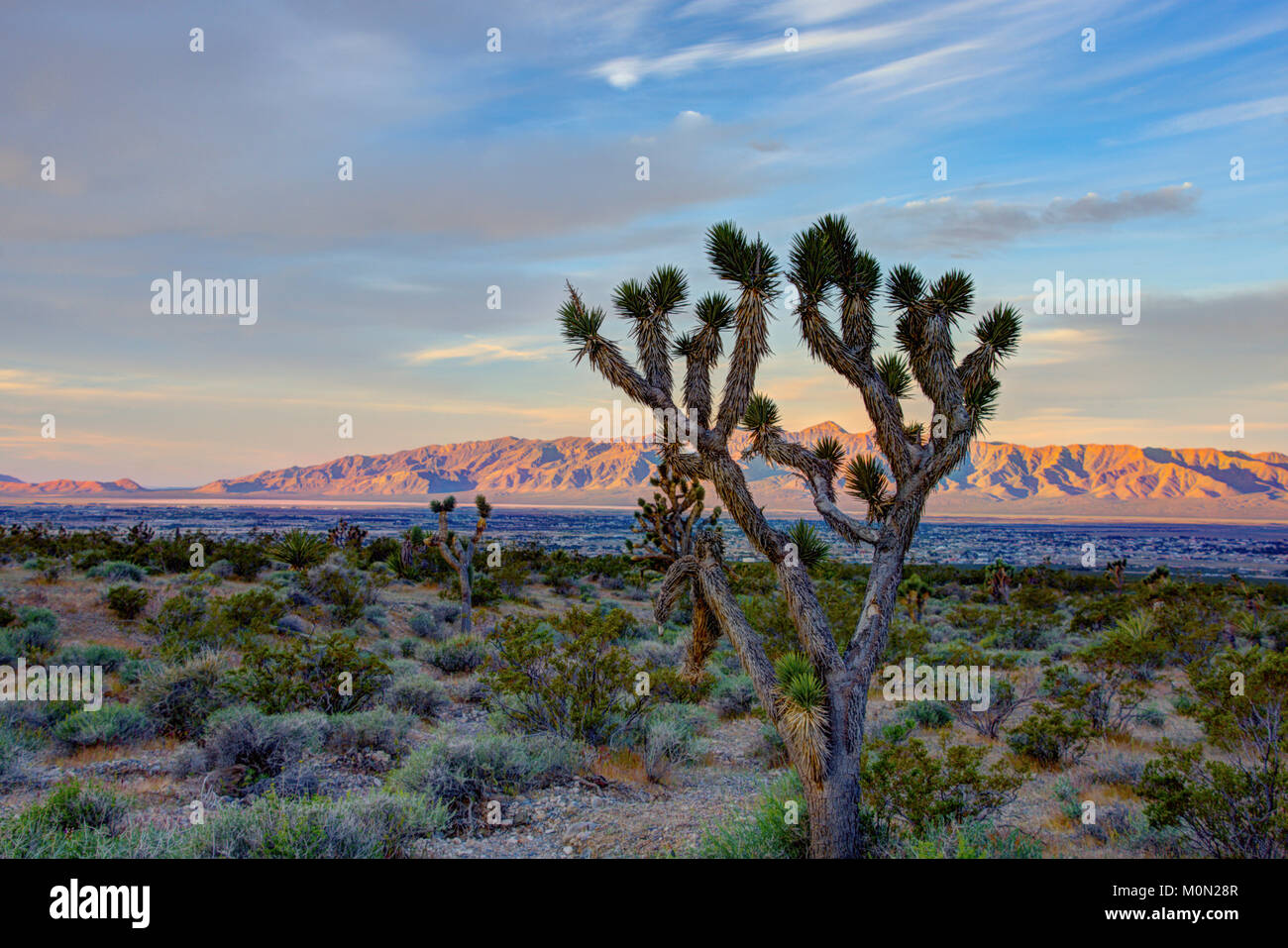 A Joshua tree stands in the desert above Pahrump Nevada at sunrise