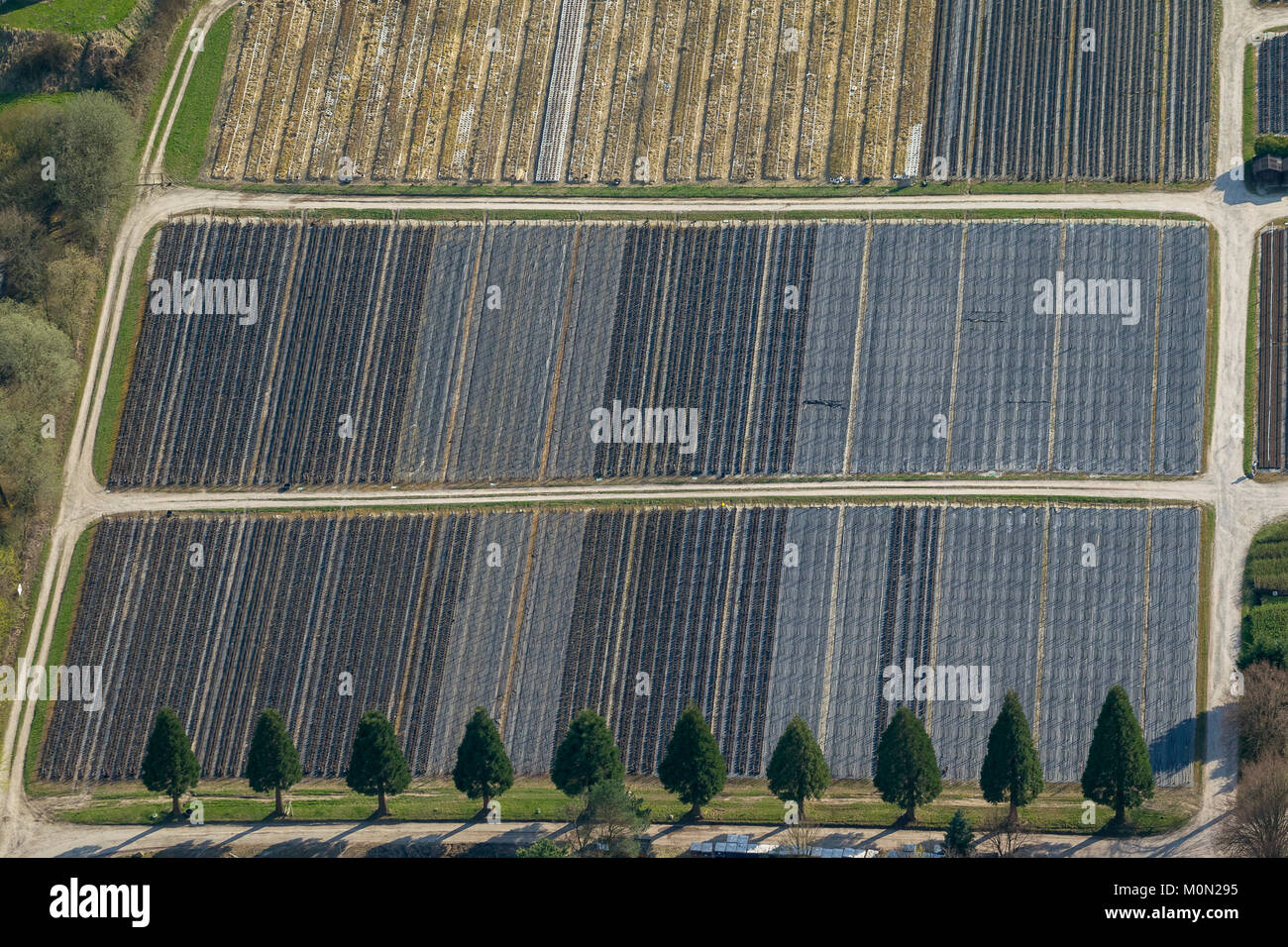 Number of sequoias (Sequoioideae) family of cypress family before production rows of fruit trees, garden nursery Krämer, aerial photograph of Detmold, Stock Photo
