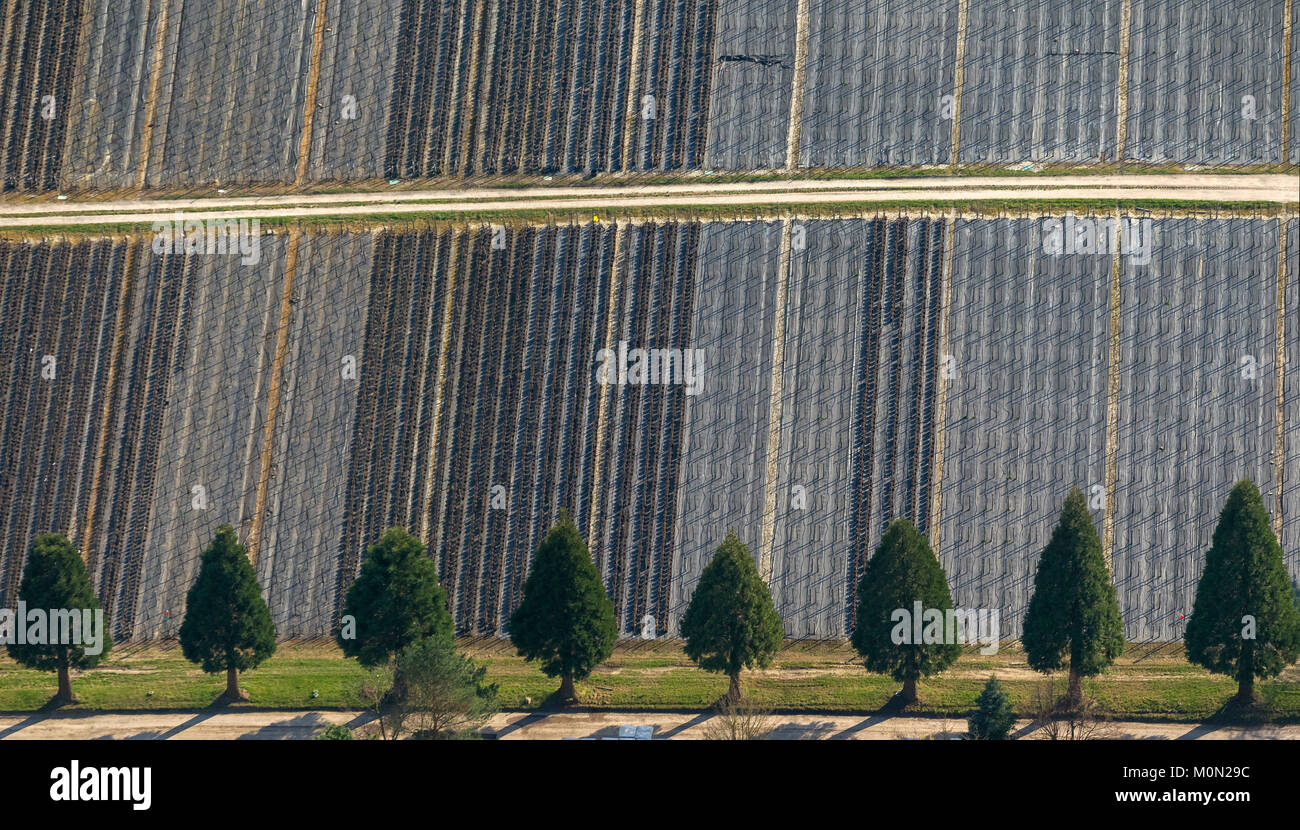 Number of sequoias (Sequoioideae) family of cypress family before production rows of fruit trees, garden nursery Krämer, aerial photograph of Detmold, Stock Photo