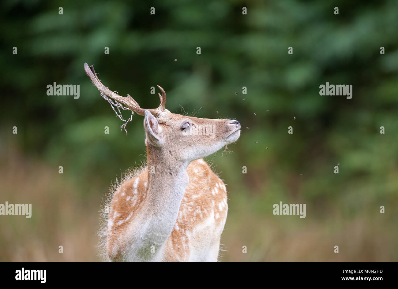 Detailed close-up front view of young, wild UK fallow deer buck ...