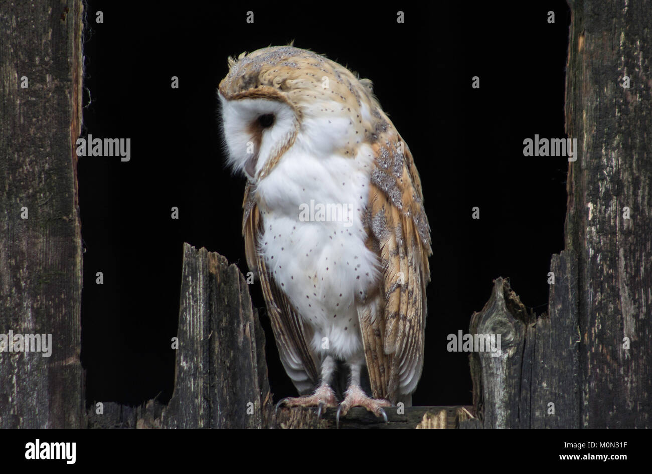 Barn Owl Looking down - Birds of Prey Stock Photo