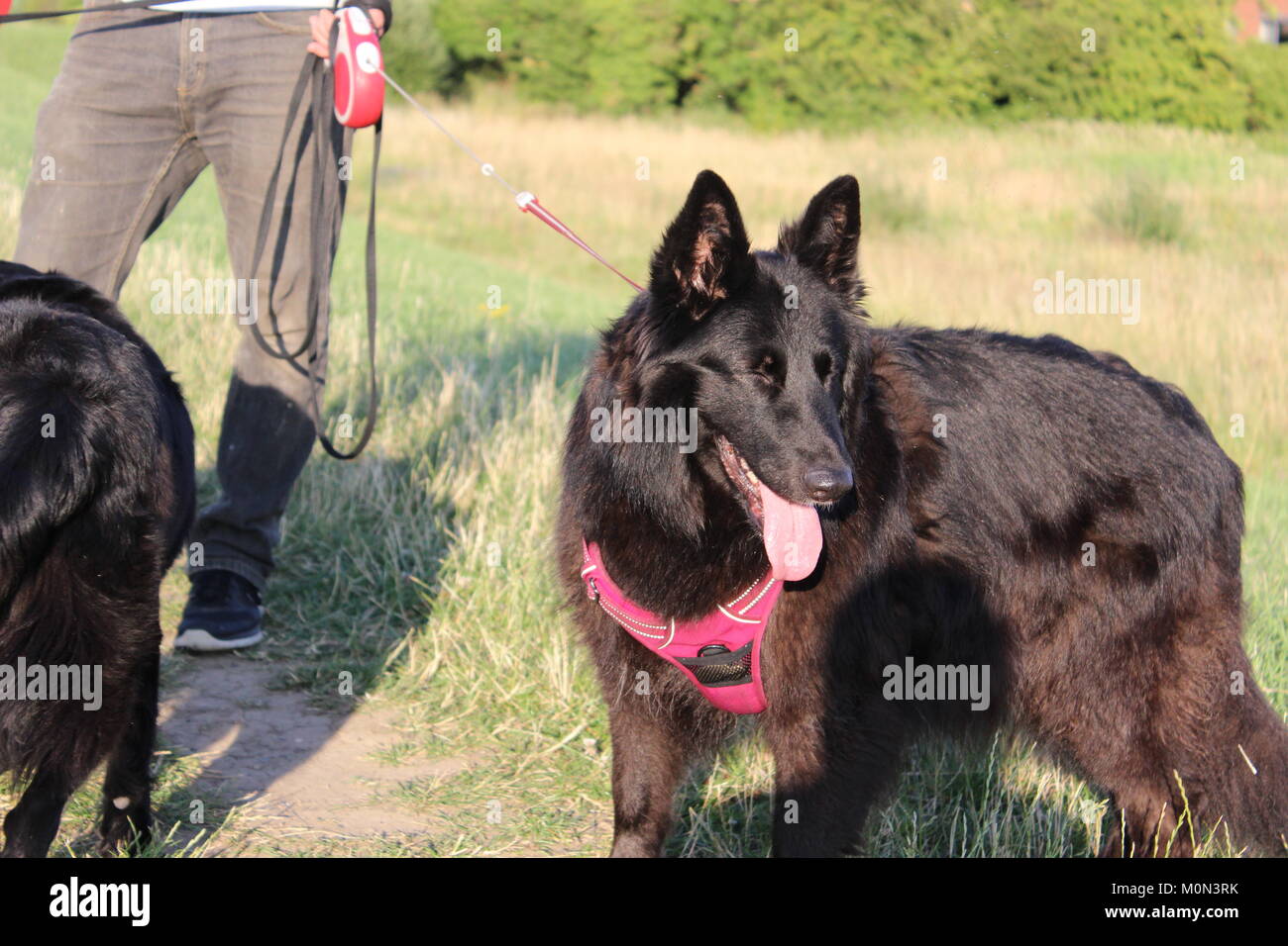 Rescued female belgian shepherd on summer evening walk panting Stock Photo
