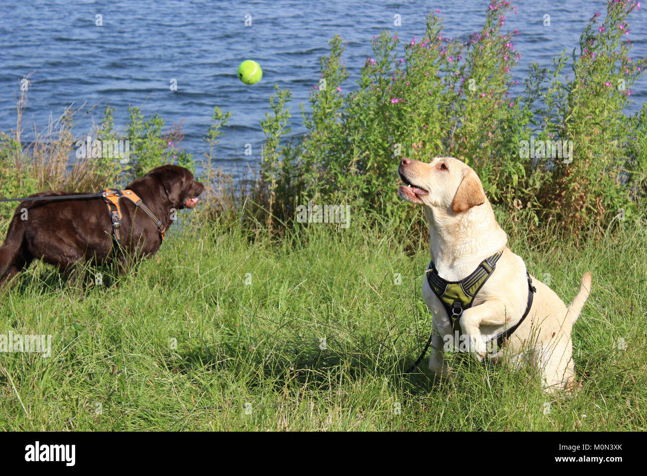 Golden Labrador action shot jumping for tennis ball in summer Stock Photo