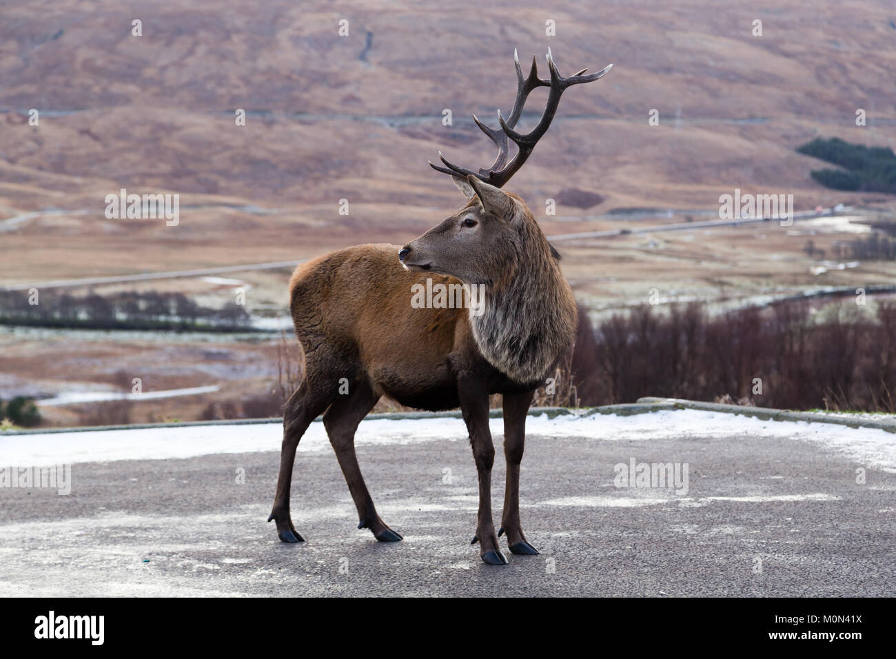 Stag standing at the carpark at Loch Tulla Viewpoint Stock Photo