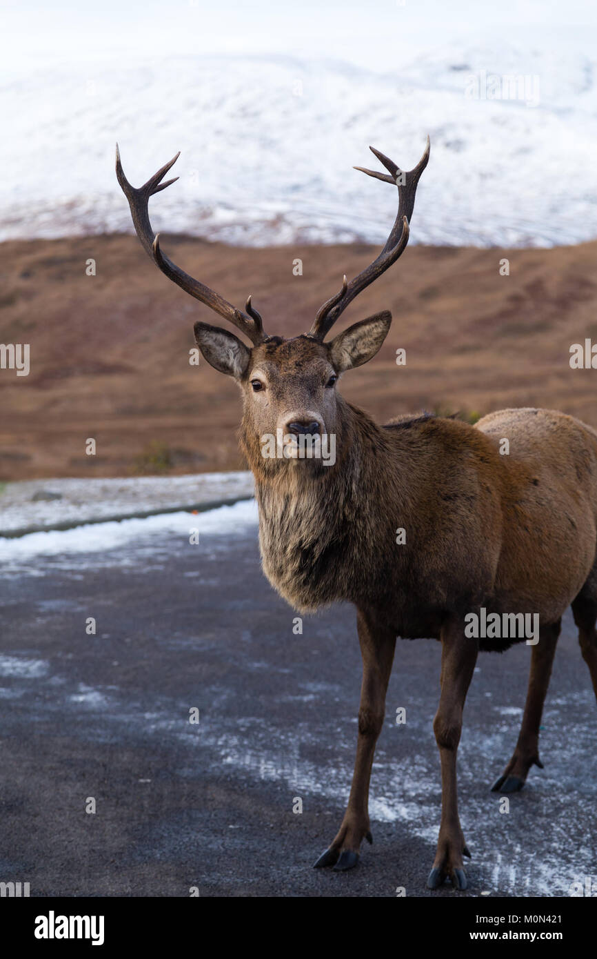 Stag standing at the carpark at Loch Tulla Viewpoint Stock Photo