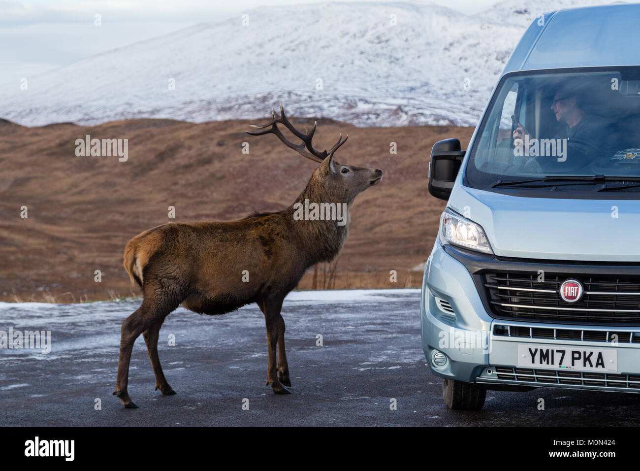 Stag posing for a photo taken by a man in a campervan at Loch Tulla Viewpoint Stock Photo