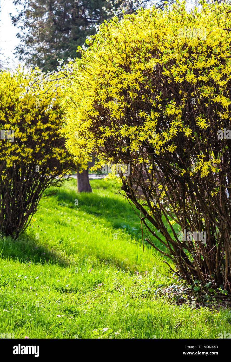 yellow flowers of forsythia shrub. lovely nature background in the