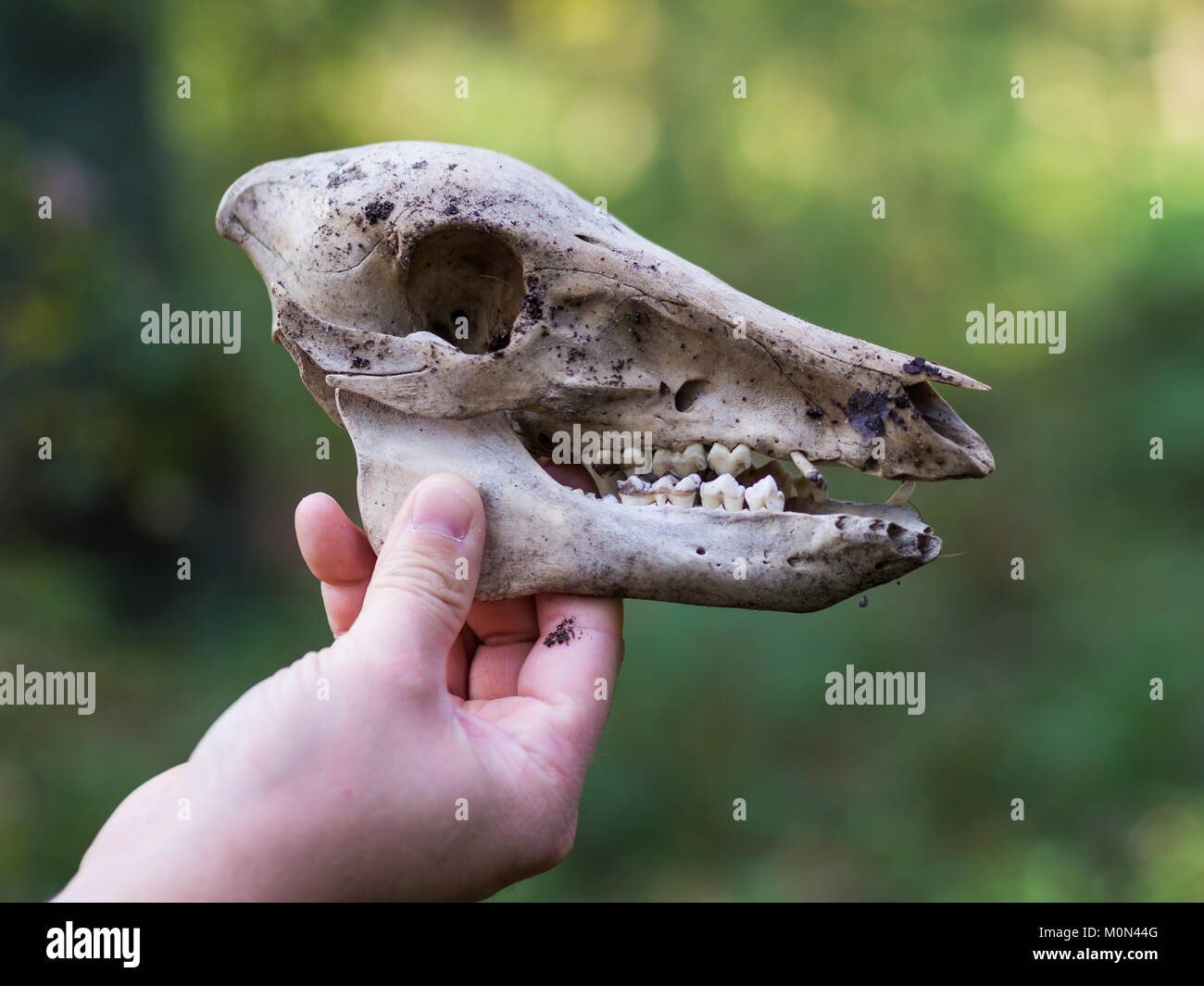 Hand holding skull of deer in forest with focus on foreground Stock Photo