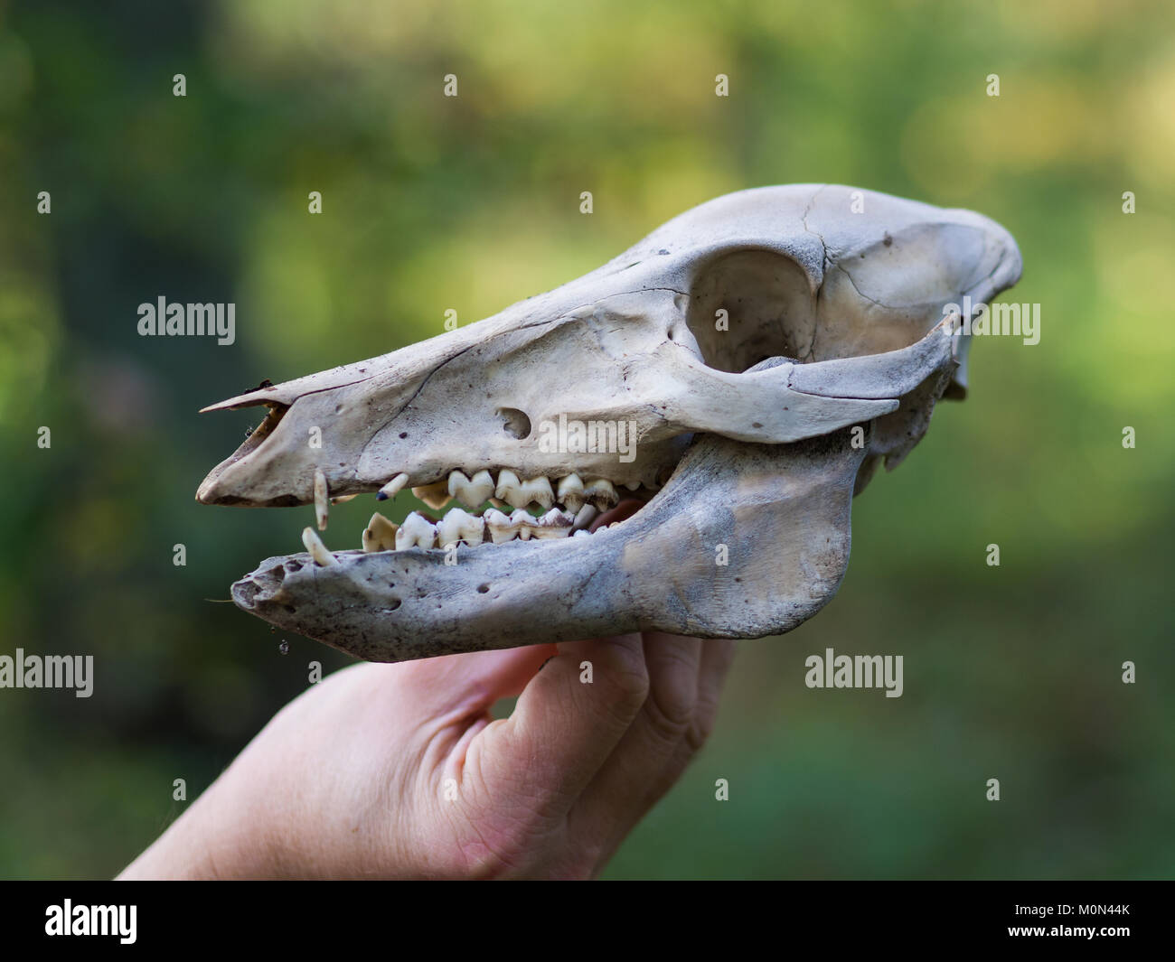 Hand holding skull of deer in forest Stock Photo