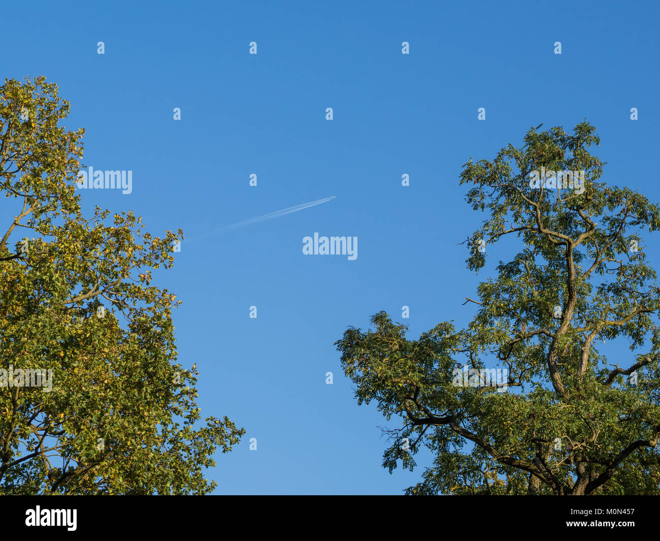 Low angle view into oak tree tops with sky and plane Stock Photo