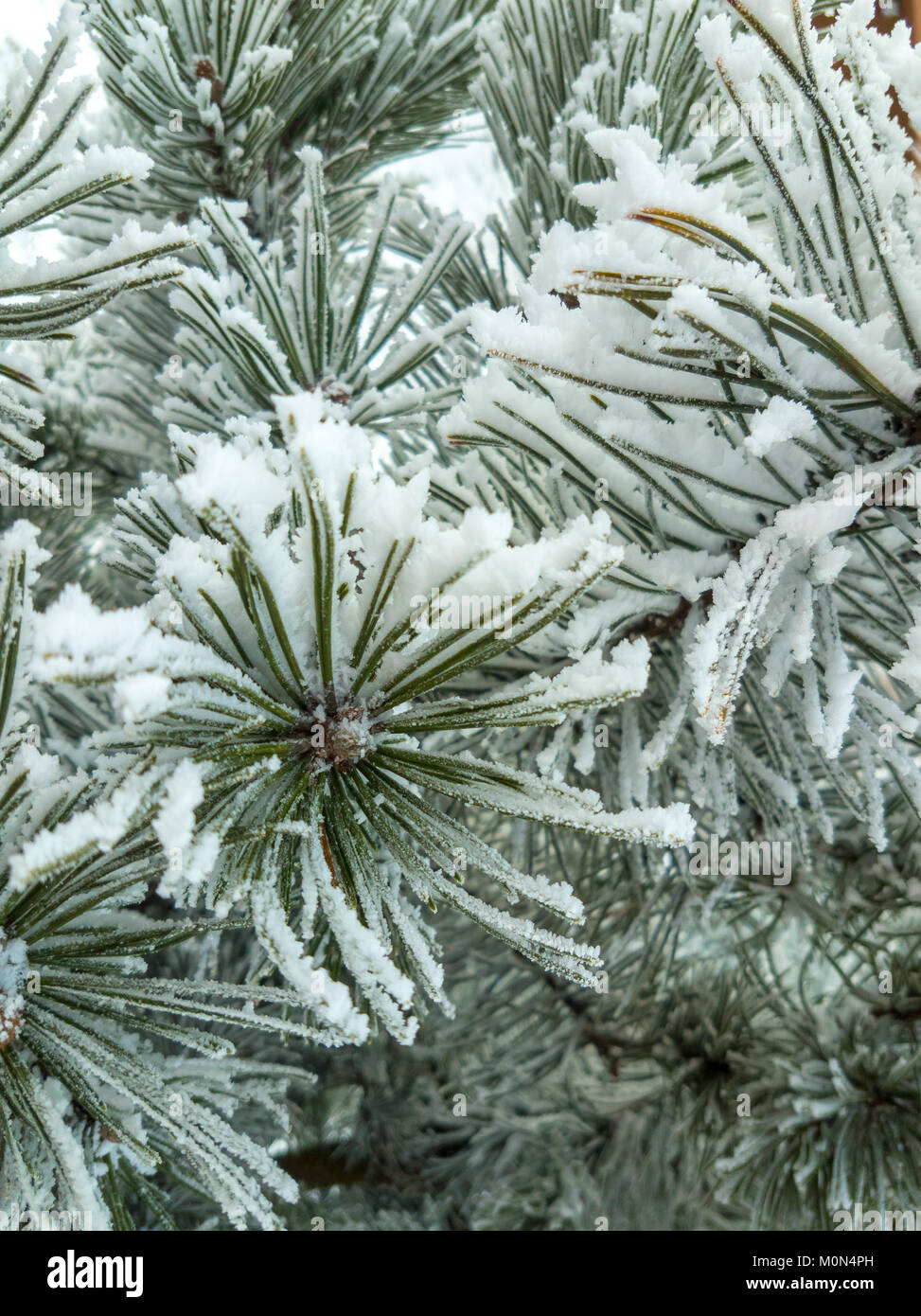 Beautiful pine tree branches hi-res stock photography and images - Alamy