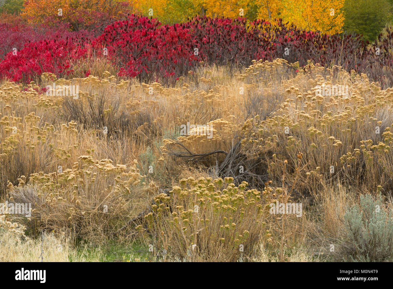 A wild garden of plants along a streambed in the Great Basin Desert of Washington. Rabbitbrush, sage, sumac, and cottonwood make for a colorful fall.  Stock Photo