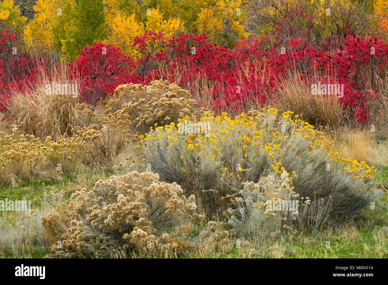 A wild garden of plants along a streambed in the Great Basin Desert of Washington. Rabbitbrush, sage, sumac, and cottonwood make for a colorful fall.  Stock Photo