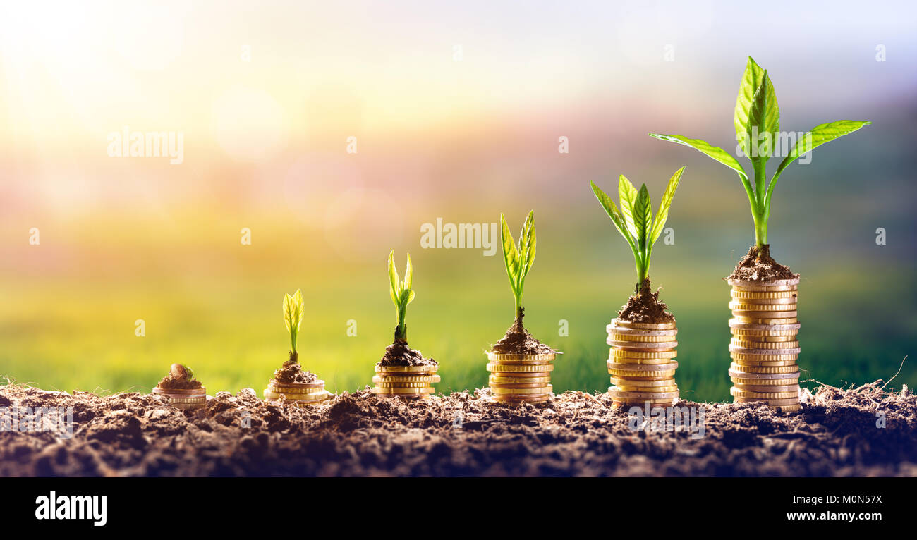 Growing Money Plant On Coins Finance And Investment Concept Stock