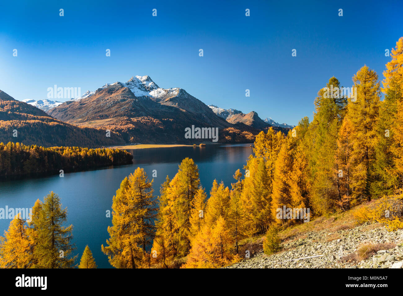 Fall foliage color in the larch trees in the Engadine Valley, Graubuden ...