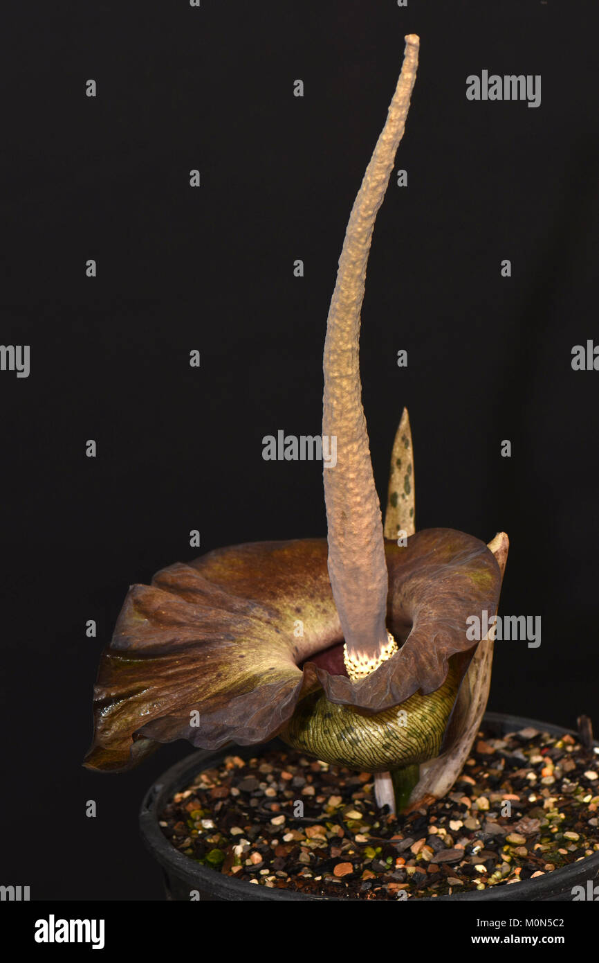Amorphophallus lewallei x Amorphophallus impressus. Carrion Lily. Voodoo Lily. Corpse Lily. HybridAmorphophallus Stock Photo