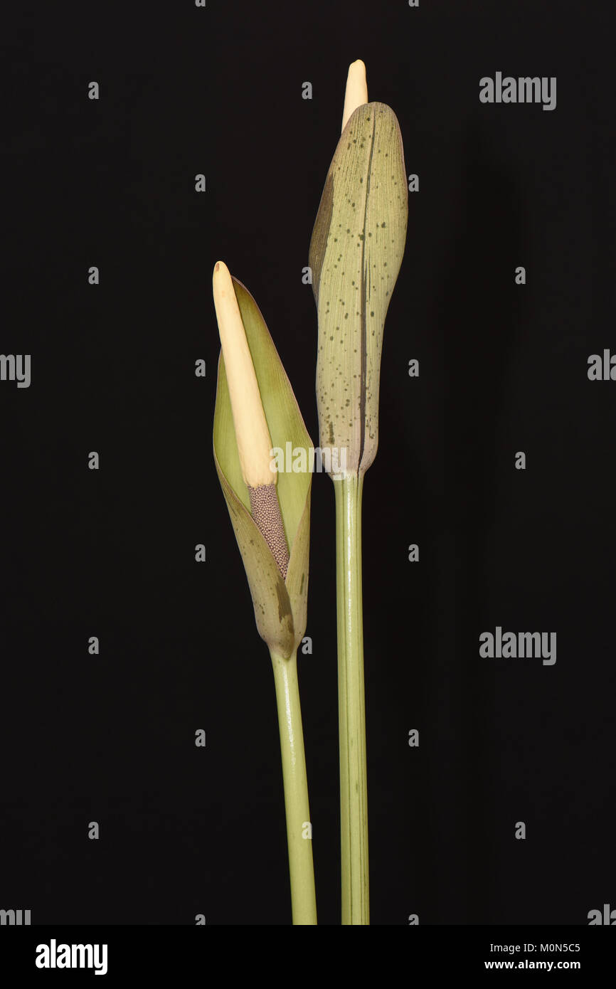 Amorphophallus longituberosus. Carrion Lily. Voodoo Lily. Corpse Lily. Malaysia Thailand Amorphophallus Stock Photo
