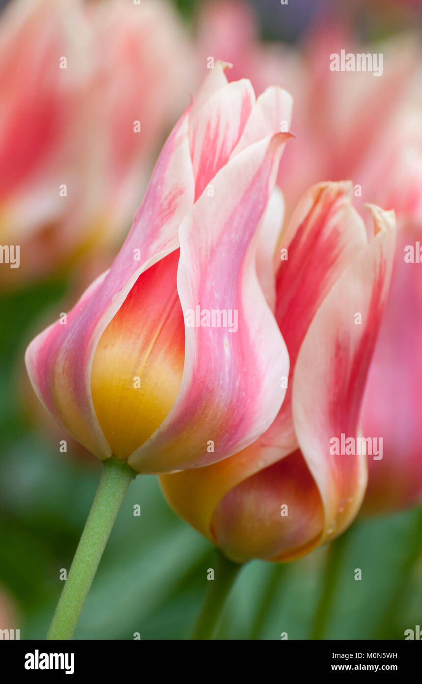 Tulpen - tulips Stock Photo