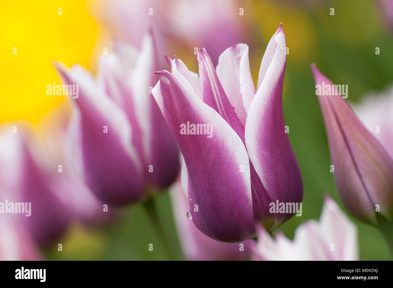 Tulpen - tulips, Tulipa 'Ballade' Stock Photo