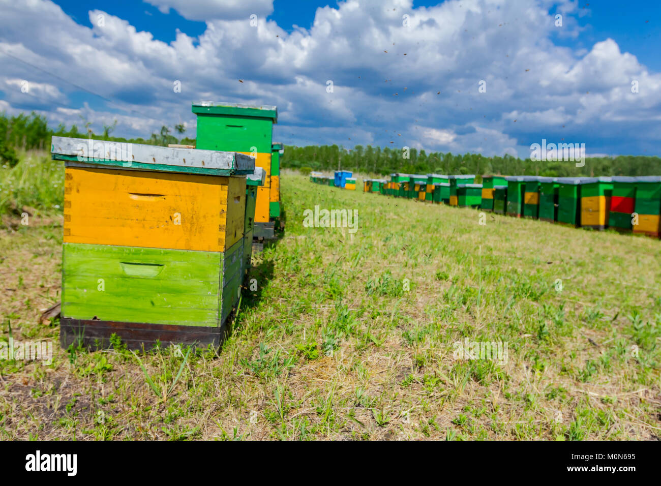 Wooden colorful beehives in a row are placed on a meadow. Stock Photo