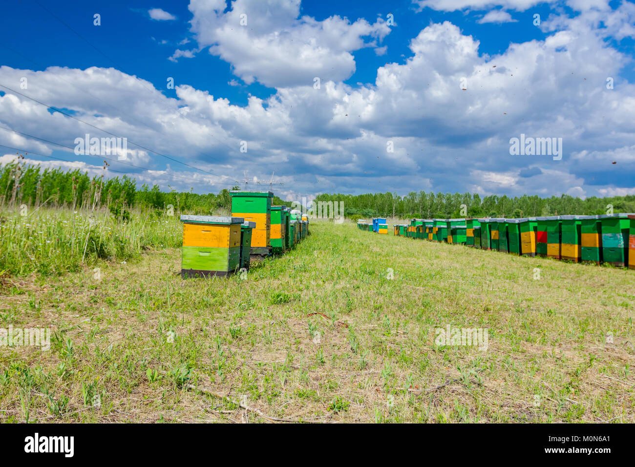 Wooden colorful beehives in a row are placed on a meadow. Stock Photo