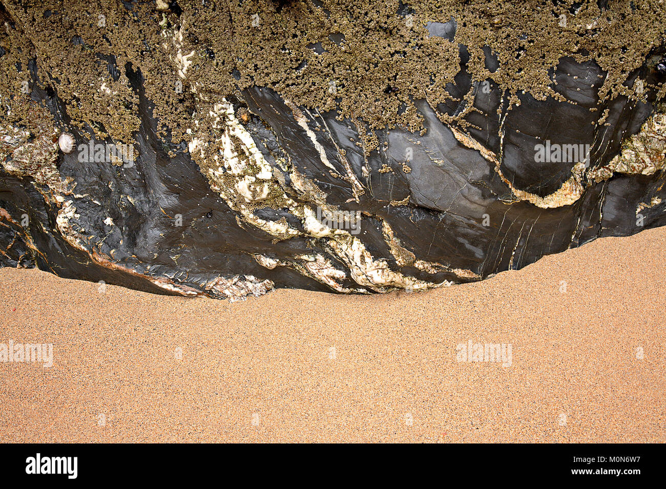 Barnacles on a patterned rock on a sandy beach Stock Photo