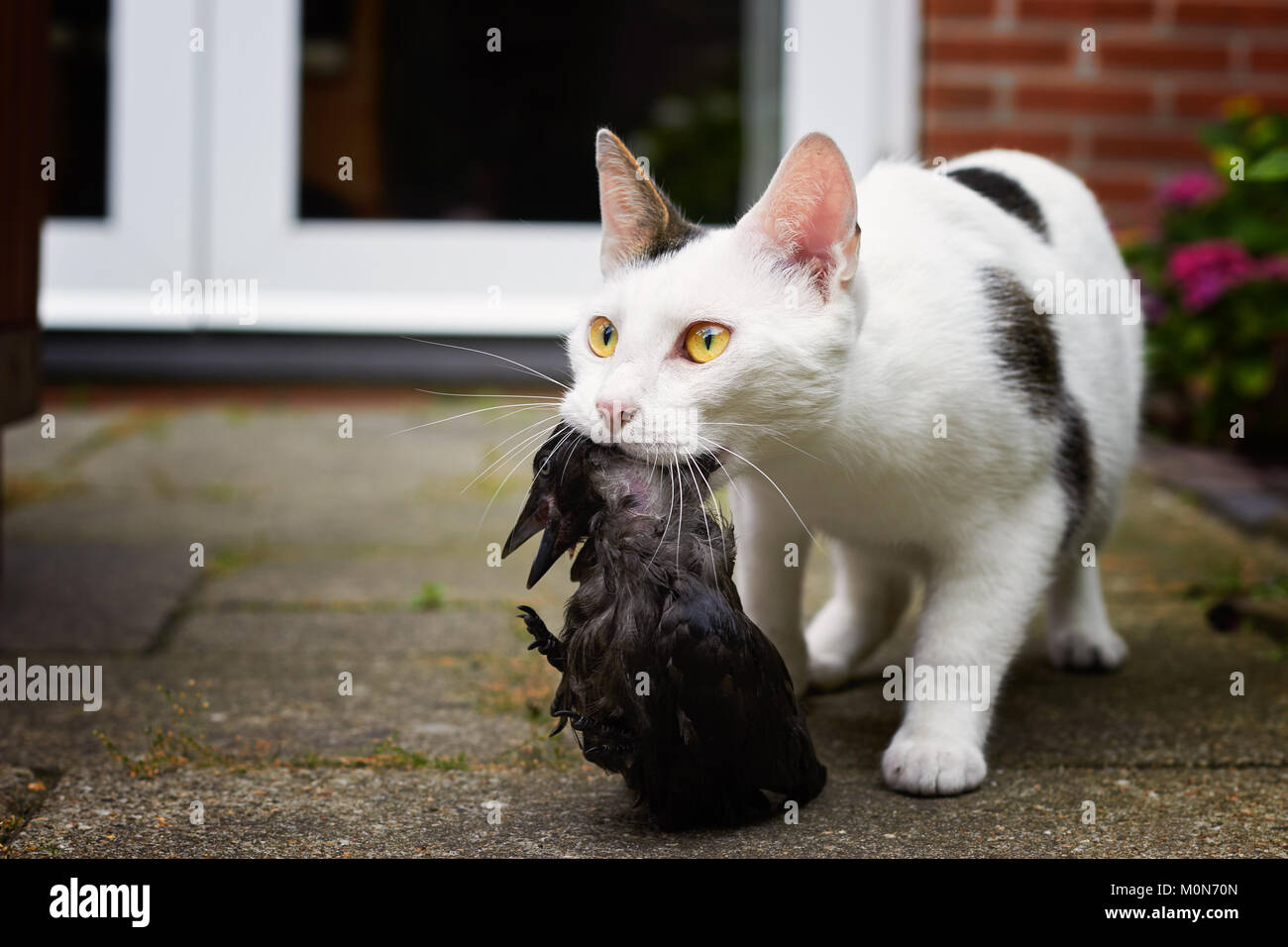 Domestic cat kills bird Stock Photo