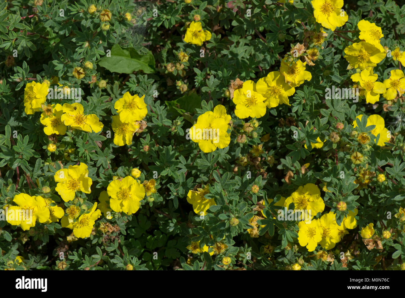 Shrubby cinquefoil 'Elizabeth', Potentilla 'Elizabeth', yellow flowers and leaves of low growing ornamental shrub, Berkshire, August. Stock Photo