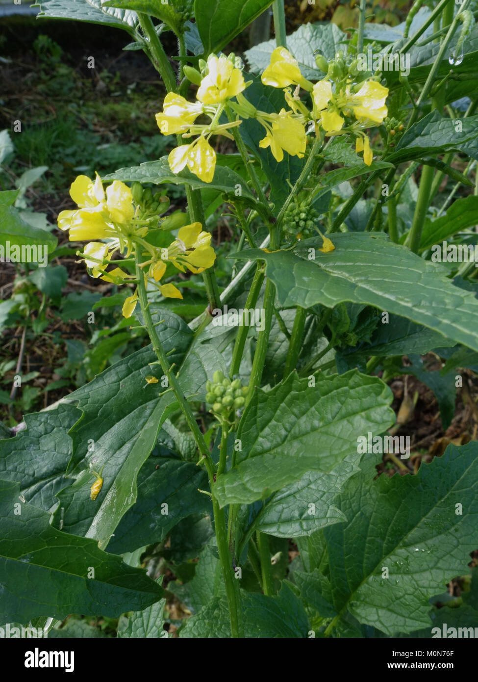 Charlock, Sinapis arvensis, plants in flower in early winter, November, Berkshire Stock Photo