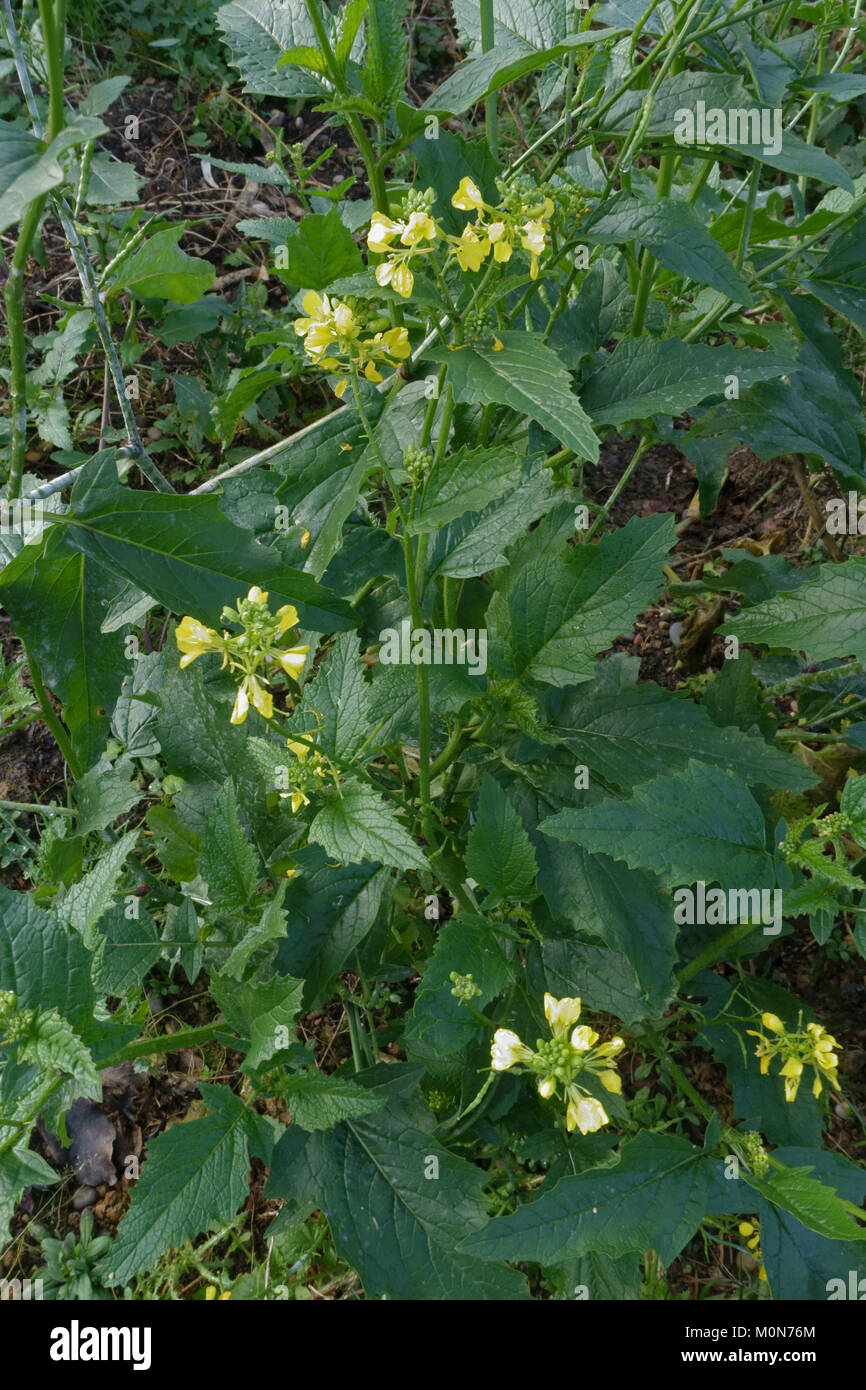 Charlock, Sinapis arvensis, plants in flower in early winter, November, Berkshire Stock Photo