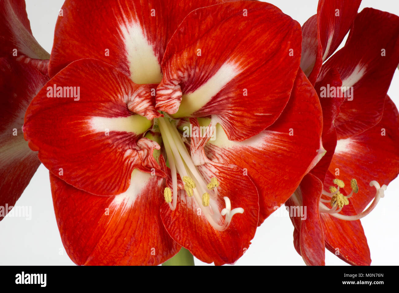 Red And White Striped Flowers High Resolution Stock Photography and