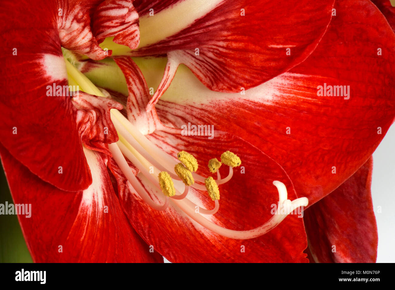 Red and white flowers from large bulb of Amaryllis Exotic striped Hippeastrum, at Christmas Stock Photo
