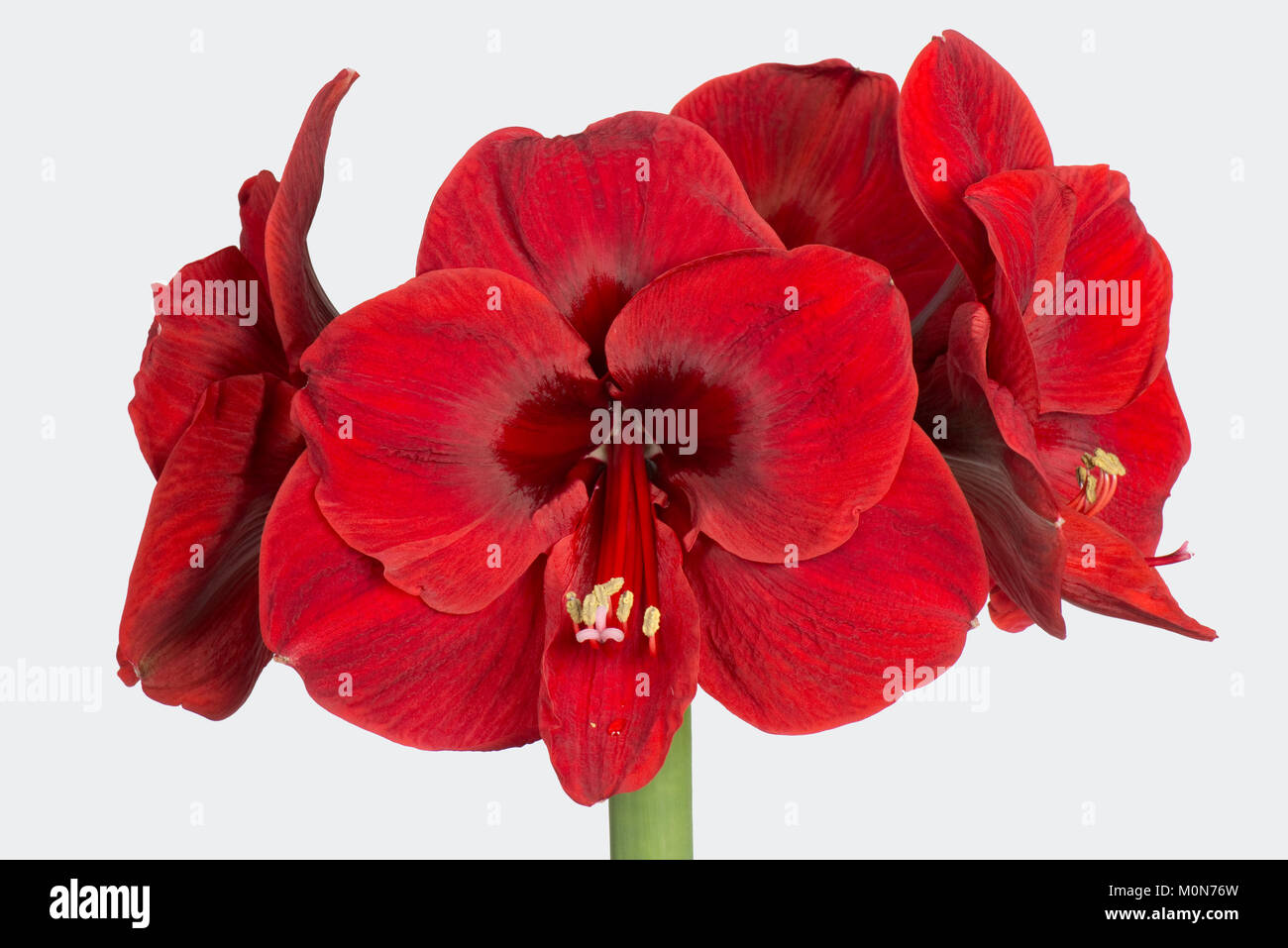 Deep red flowers from large bulb of Amaryllis, Hippeastrum spp, at Christmas Stock Photo