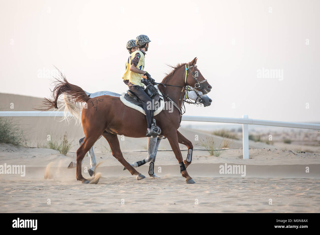 Two riders competing in an endurance horse race. Dubai, UAE. Stock Photo