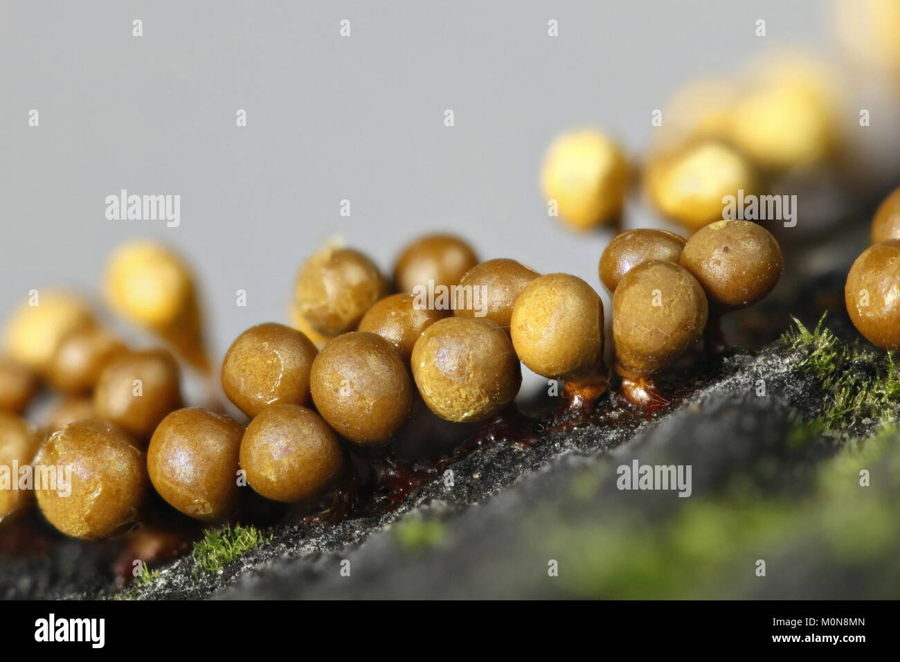 Slime mold, Hemitrichia clavata, microscope image Stock Photo