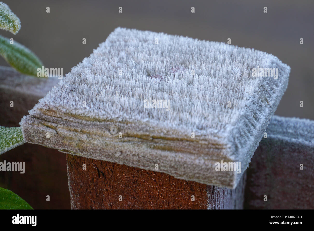 Frost crystals in the early morning at winter time growing on a wooden gate. Stock Photo