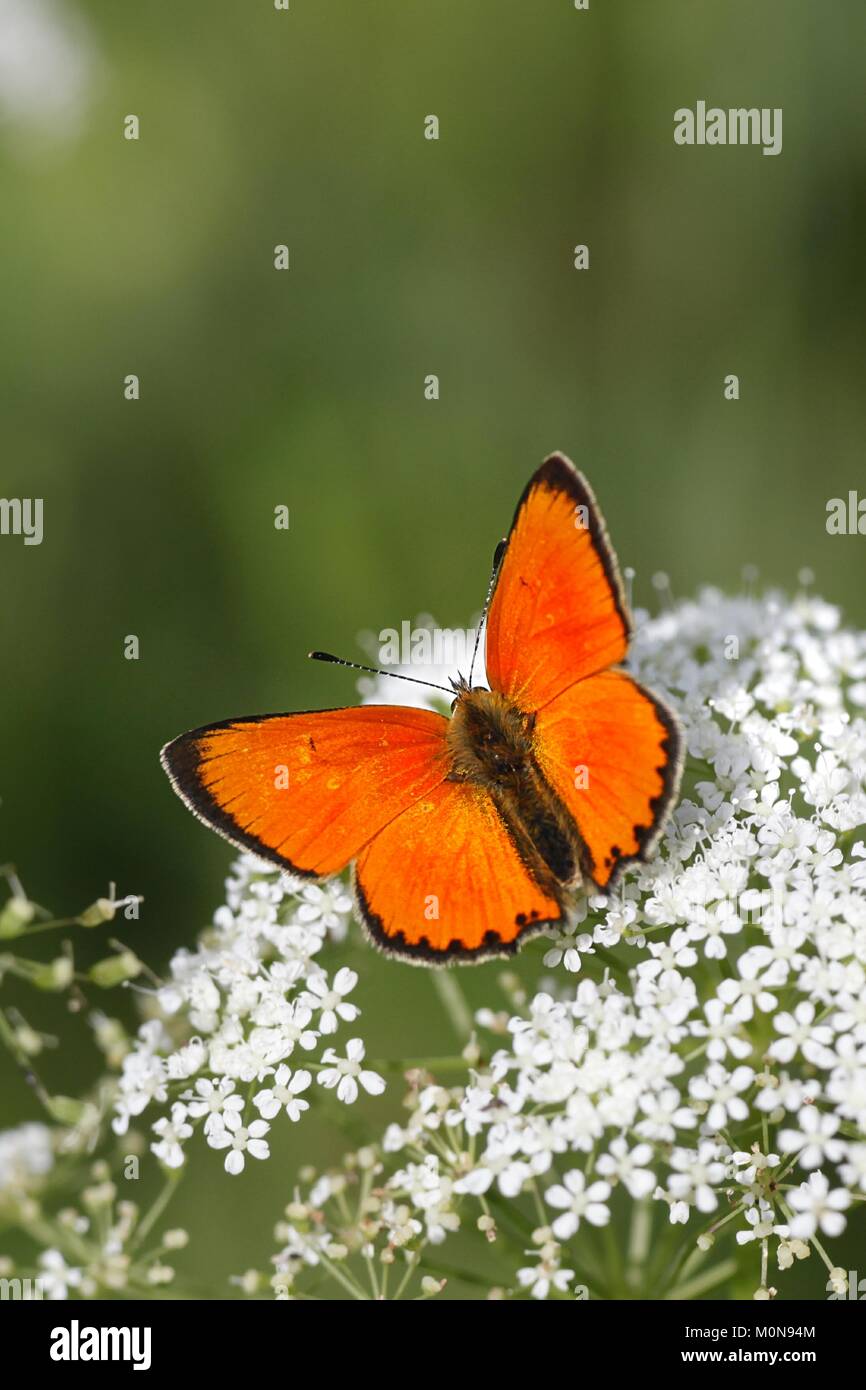 Scarce copper butterfly, Lycaena virgaureae Stock Photo