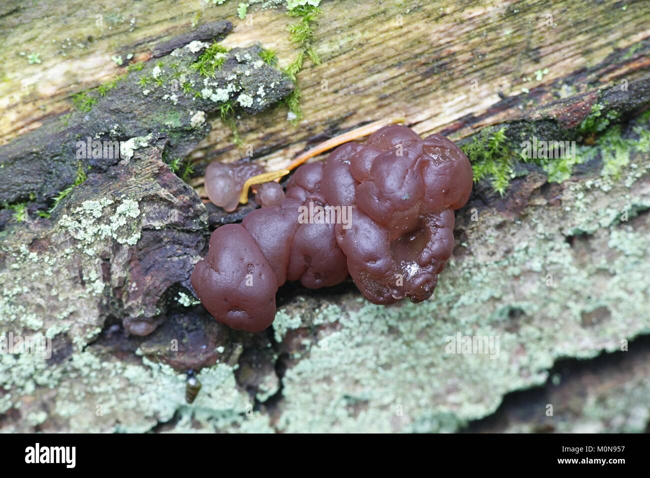 Jelly fungus, Ascotremella, faginea, growing on oak  stump Stock Photo