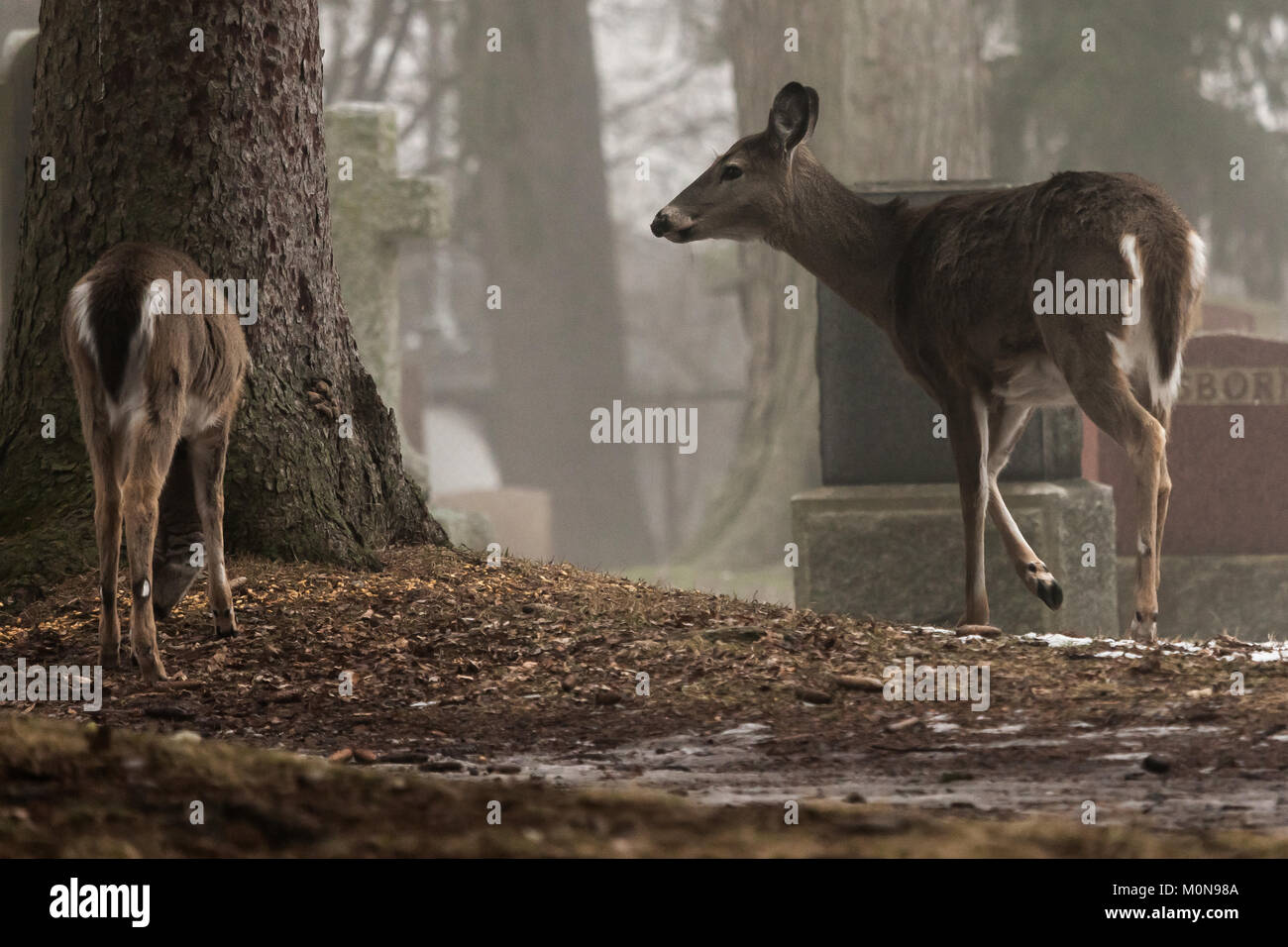 A doe with two young deer walk through a snow and fog covered cemetery in London, Ontario, Canada. Stock Photo