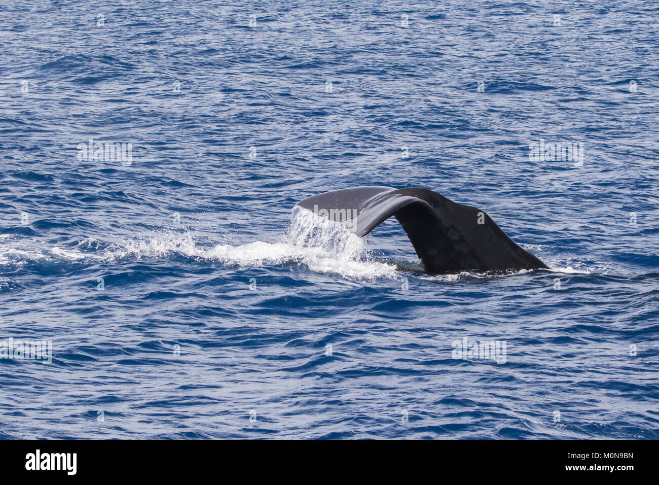 Female Sperm Whale (Physeter macrocephalus) surfacing for breath before diving down. They sometimes getting curious and approach our boat Stock Photo