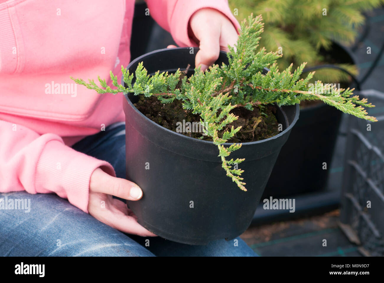 Weeding weeds in the nursery of coniferous plants, a woman in garden gloves working in the garden Stock Photo