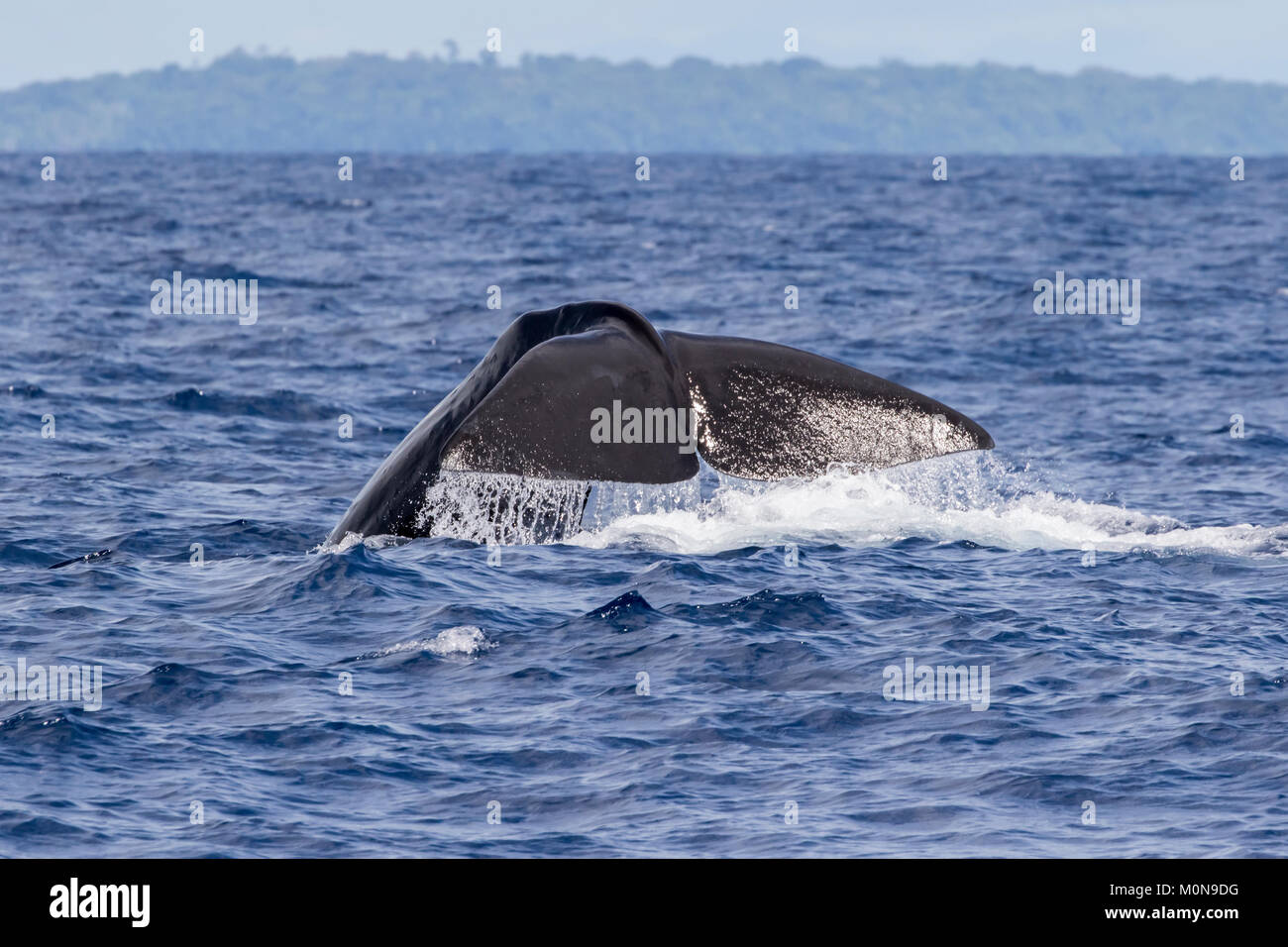 Female Sperm Whale (Physeter macrocephalus) surfacing for breath before diving down. They sometimes getting curious and approach our boat Stock Photo