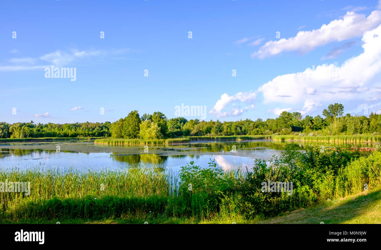 The calm waters of a pond reflect the surrounding trees and bushes late in the evening on a blue sky summers day. Stock Photo