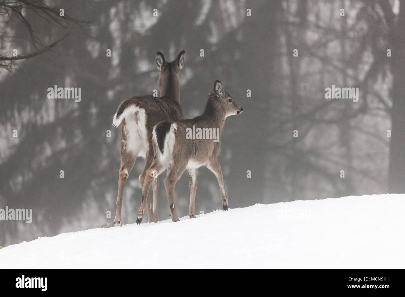 A doe with two young deer walk through a snow and fog covered cemetery in London, Ontario, Canada. Stock Photo